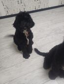 3 Shepadoodles Welpen suchen liebevolles zuhause in 9430
