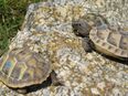 kleine griechische Landschildkröten, Testudo hermanni boettgeri in 34454