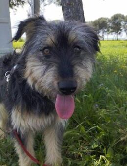 Archie; aktiver Strubbel sucht Anschluss - Geilenkirchen