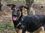 Diana sucht ihr Für-Immer-Zuhause - Schwaig (Nürnberg)