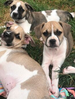 Französische Bulldoggen mischlinge - Norderstedt