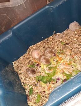 Hamster - Düren