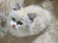 Reinrassige typvolle Ragdoll Kitten Katzenbabys Familienkatze - Westerburg