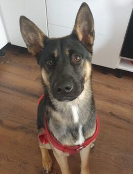 Junghündin Aponi sucht aktives Zuhause - Laufen