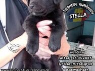 STELLA-eine knuffiger als die andere - Waakirchen