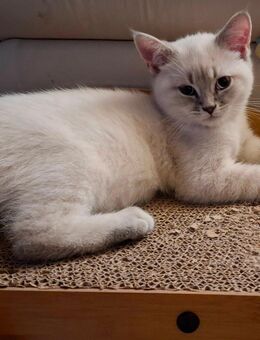 1 Reinrassige BKH bluepoint Kitten m / w - Sonnenstein