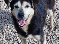 HERRIETTA🍀🍀🍀ist eine vitale Seniorin - Herxheim (Landau)