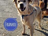 Franko ein blonder Schatz - Mannheim