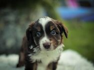 Miniatur Australien Shepherd Welpen Mini Aussies vom Mühlbachtal - Miehlen