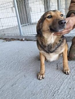 Hündin 884934 stellt sich vor - Köln