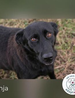 Sonja: Hundemama sucht Zuhause - Kirchzell
