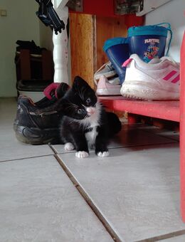 Verk. Katzen Babys voll süß - Duckow