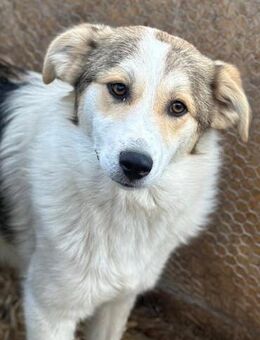 Chopin ist ein lieber Bub 🐾 - Elsdorf (Nordrhein-Westfalen)