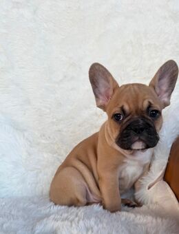 Französische Bulldog Welpen mit Ahnentafel - Wismar