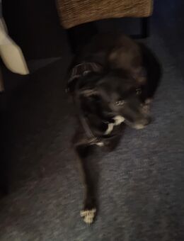 Hund abzugeben - Plessa