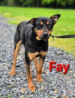 Fay - sanft, zurückhaltend u. vorsichtig - Linden (Hessen)