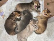 Britisch Kurzhaar Babykatzen - Melle