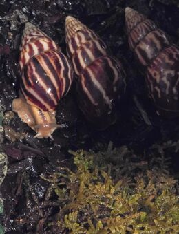 Limicolaria flammea NIGERIA - Magdeburg