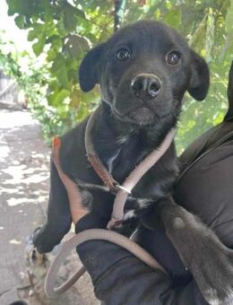 Roy sucht ein liebevolles Zuhause - Nordwalde