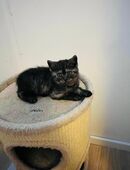 3 süße 17 Wochen junge kitten in 64546