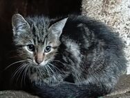 Junger Kater vom Bauernhof sucht ein neues Zuhause - Nabburg Zentrum