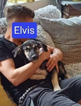 Elvis, kleiner Charmeur sucht großes Glück - Bestensee