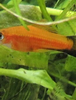 Schwertträger + Guppy Babys- Jungfische + Antennenwelse Salmler ab - Niederwerrn