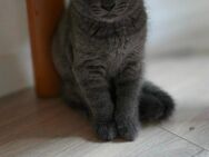 Bkh Kitten Blue und Lilac - Schwelm