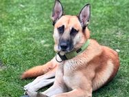 Malinois Husky Mix - Wesenberg (Mecklenburg-Vorpommern)