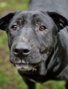 Freundliche MARA sucht Körbchen - Gefrees