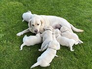 Labrador Welpen - Rahden Tonnenheide