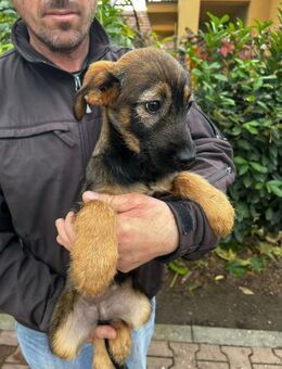 ALMA - Familienhund mit Herz - Schlitz