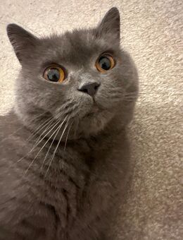 Britisch Kurzhaar Katze - Berlin Tempelhof-Schöneberg