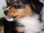 Australian Shepherd Welpe Hündin "Jewel" 12 Wochen ASCA kann ins neue Heim ziehen - Eichenzell