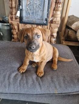 Max - Mini-Abenteurer sucht Sofa - Großefehn