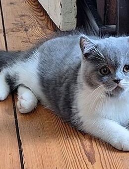blauweißes Kurzhaar-Perser-Kitten mit Papiere - Sülstorf