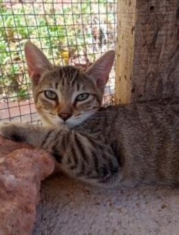 Bella Tyson und Nala (OLC) - Geisenheim