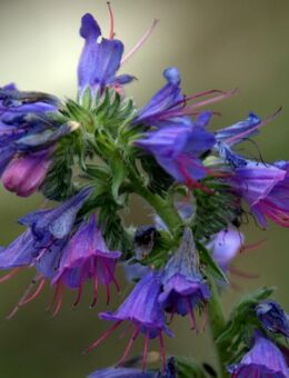 Samen GEWÖHNLICHER NATTERNKOPF (Echium vulgare) heimische, winterharte Wildblume - Stuttgart Zentrum