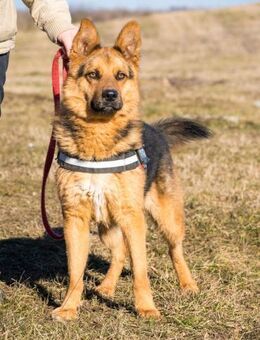 Franko SI freundlicher Rüde sucht! - Neustadt (Rübenberge)