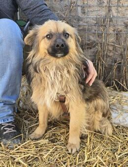 Carlo - sehr verschmust und lieb - Westerholt