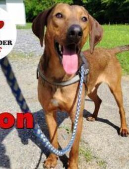 hübscher Leon sucht eine Familie... - Margetshöchheim