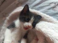 Muffin aus dem Tierschutz - Grevenbroich