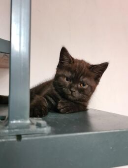 BKH Kitten Auszugsbereit - Gimbsheim