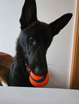 Hades junger Herder Rüde - Hoyerswerda