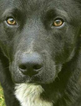 Rüde Marco sucht liebe Menschen - Neuhausen (Fildern)