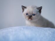 BKH Kitten in unterschiedlichen Farbschlägen