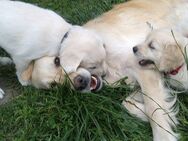 Golden Retriever 8 Wo., suchen liebevolle Familie - Rosendahl