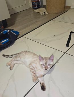 Rein Rassige Begalkitten mit Stammbam - Geilenkirchen