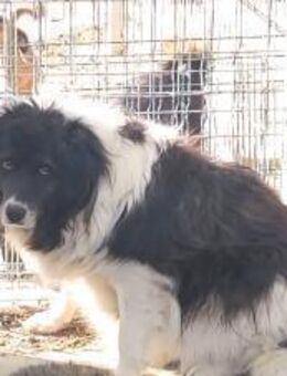 Panda leise Seele mit großem Herz - Schlitz