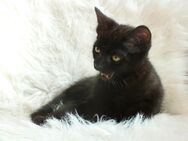 EKH Gesunde Baby Katzen suchen ein neues Zuhause - Essen